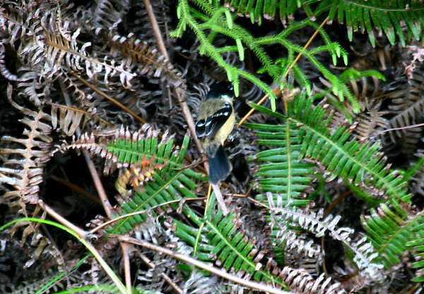 White-collared Seedeater