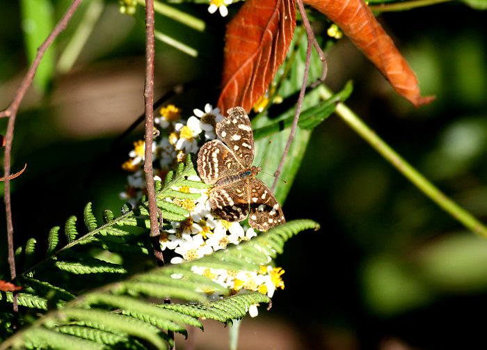 Pale-banded Crescent Butterfly