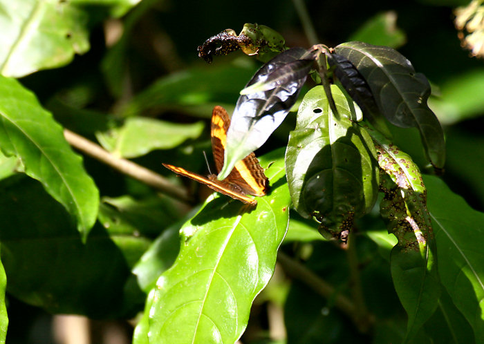 Orange-striped Sister Butterfly