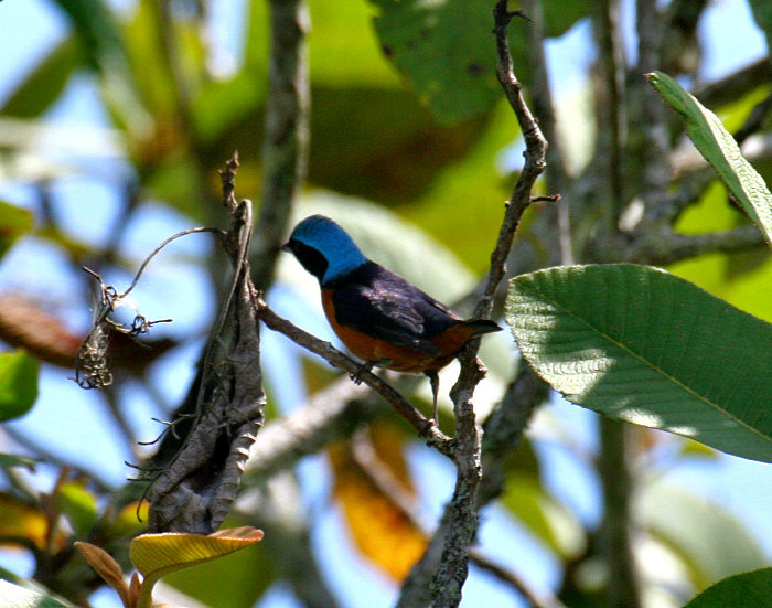 Blue-hooded Euphonia