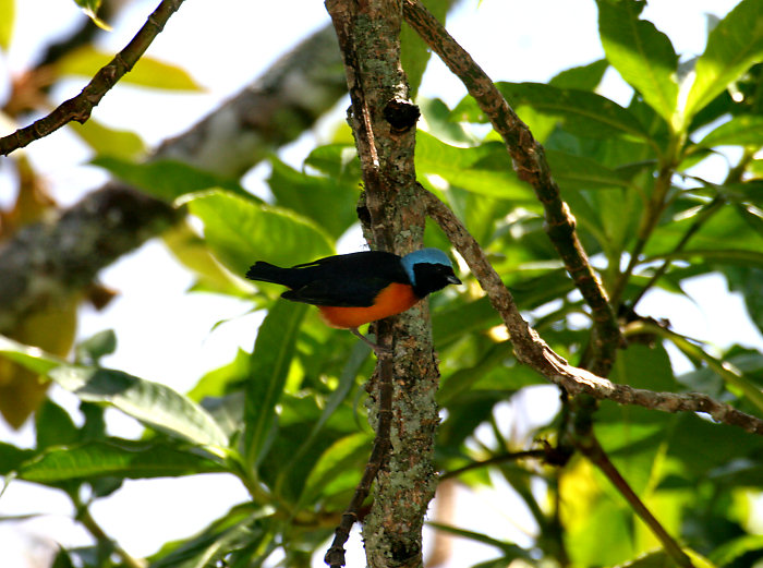 Blue-hooded Euphonia