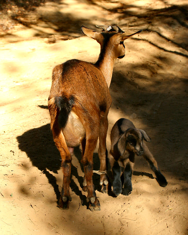 Mother and Baby Goat Photo