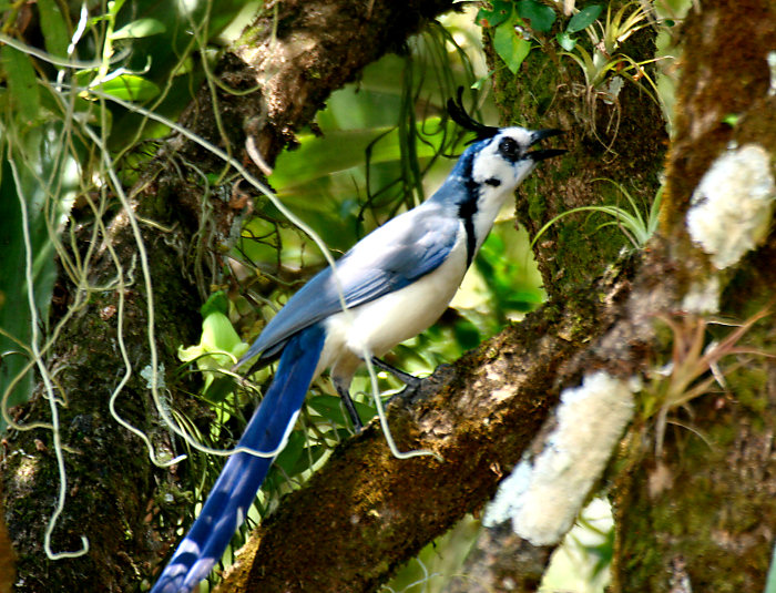 White-throated Magpie-Jay