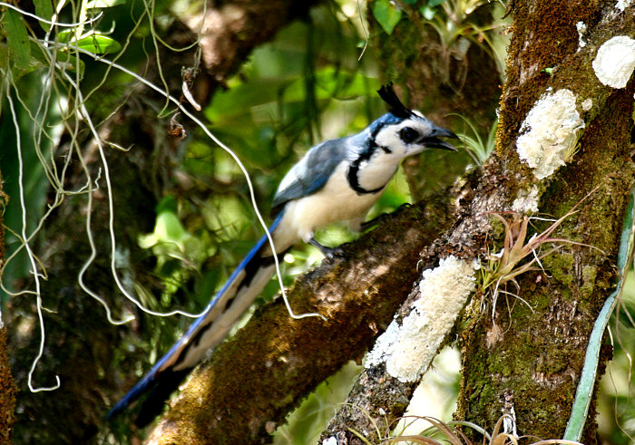 White-throated Magpie-Jay