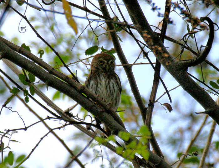 Ferruginous Pygmy-Owl