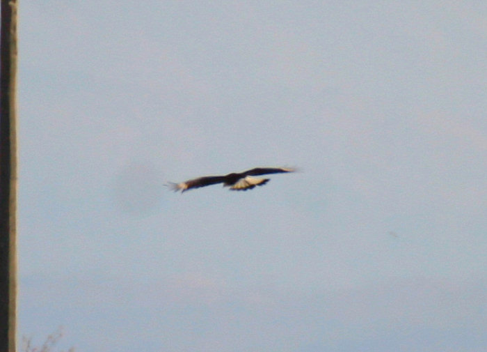 Crested Caracara in flight