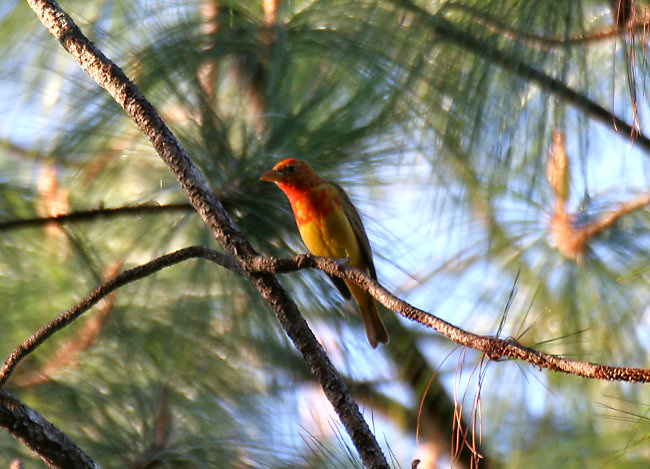 Summer Tanager