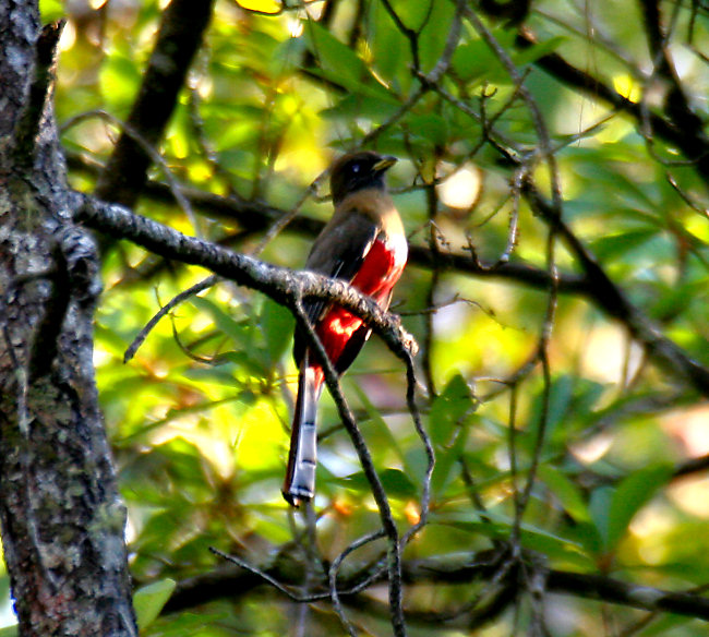 Collared (female) Trogan