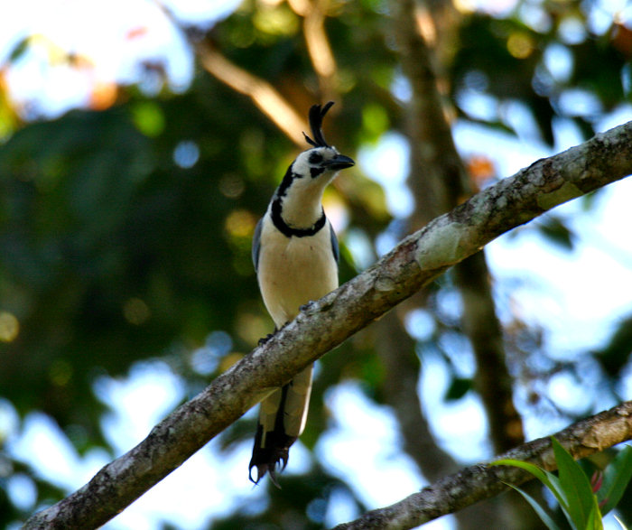 White-throated Magpie-Jay