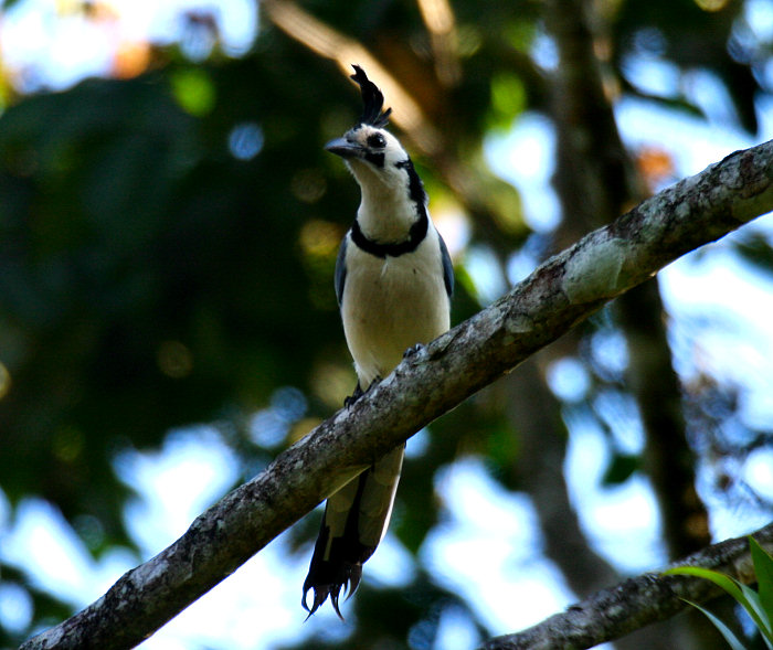 White-throated Magpie-Jay
