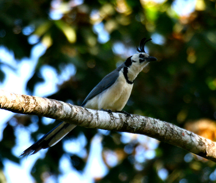 White-throated Magpie-Jay