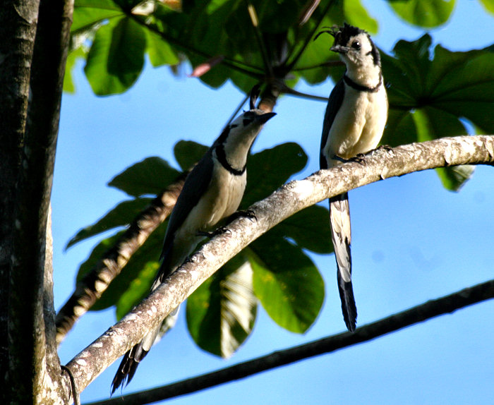 White-throated Magpie-Jay