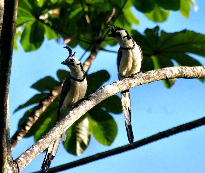 White-throated Magpie-Jay