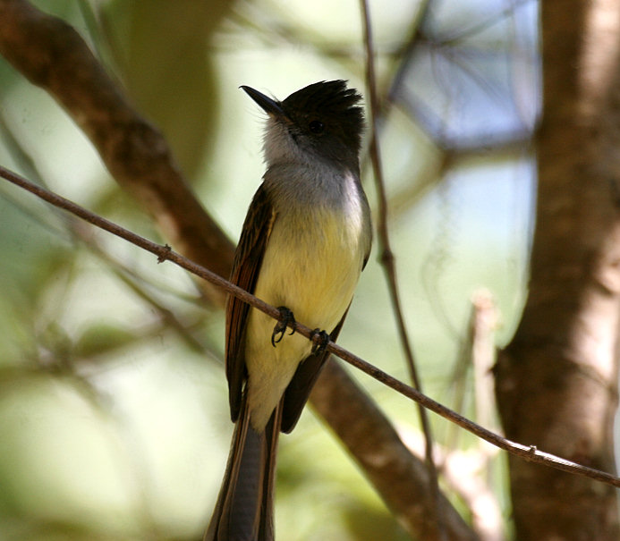 Dusky-capped Flycatcher