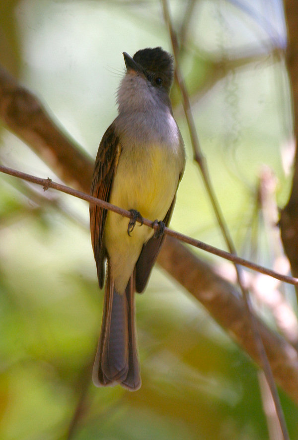 Dusky-capped Flycatcher