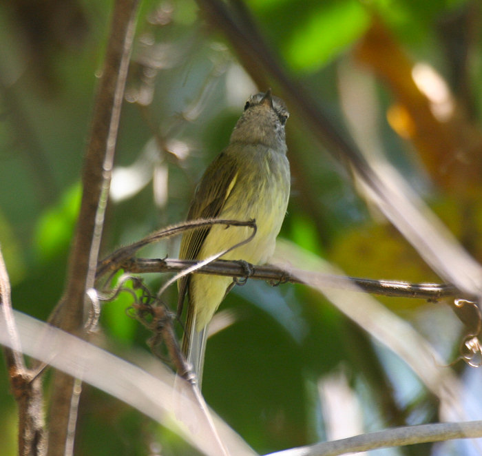 Greenish Elaenia