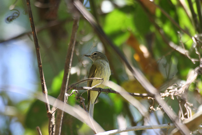 Greenish Elaenia