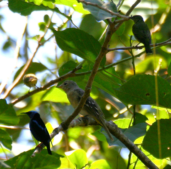 Red-legged Honeycreeper