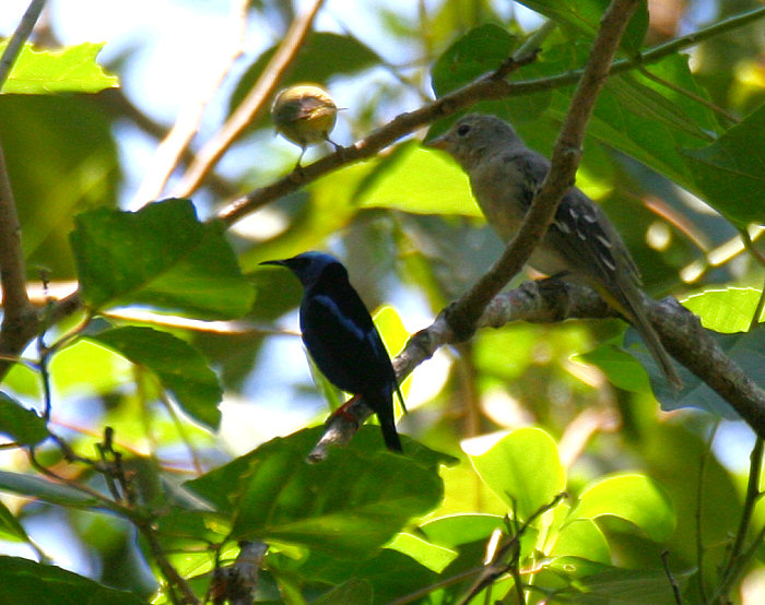 Red-legged Honeycreeper