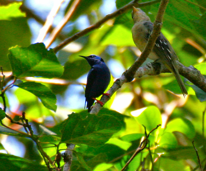 Red-legged Honeycreeper