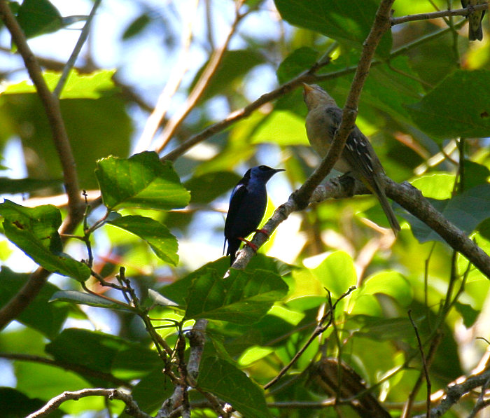 Red-legged Honeycreeper