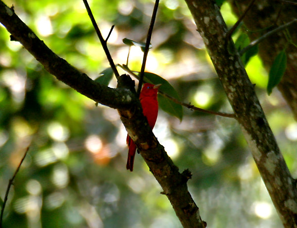 Red Warbler