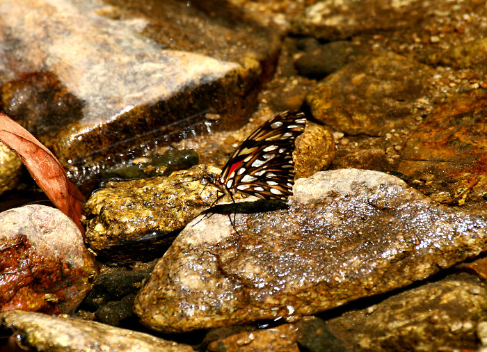 Juno Silverspot (Dione juno) Butterfly