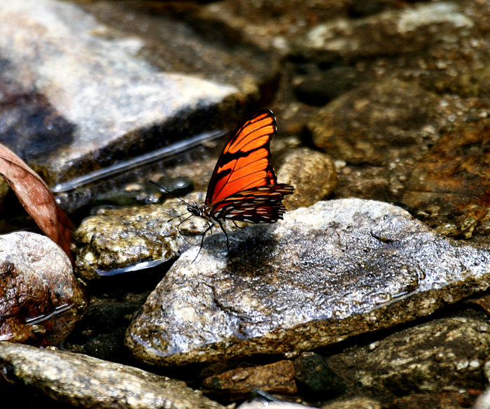 Juno Silverspot (Dione juno) Butterfly