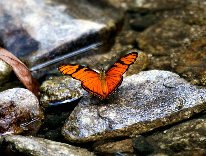 Juno Silverspot (Dione juno) Butterfly