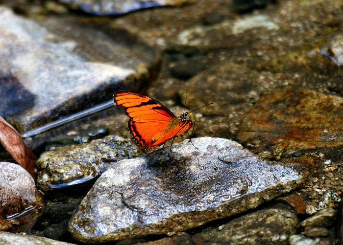 Juno Silverspot (Dione juno) Butterfly