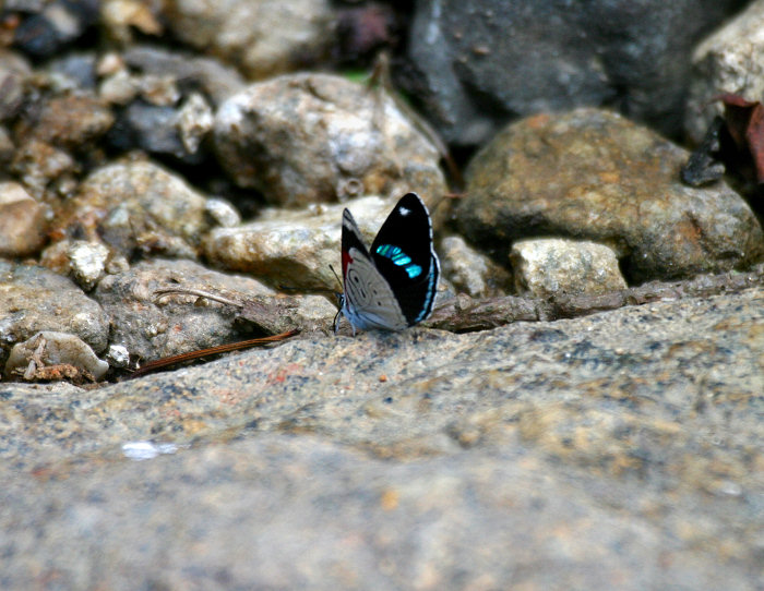 Clymena 88 (Diaethria clymena janeira) Butterfly