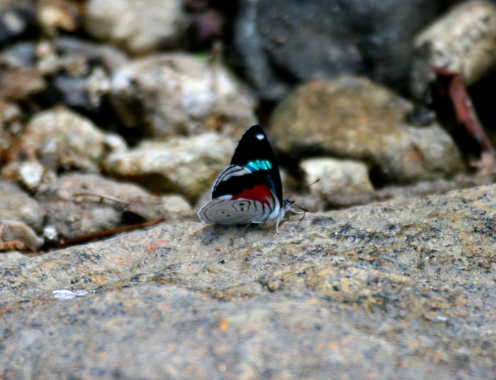 Clymena 88 (Diaethria clymena janeira) Butterfly