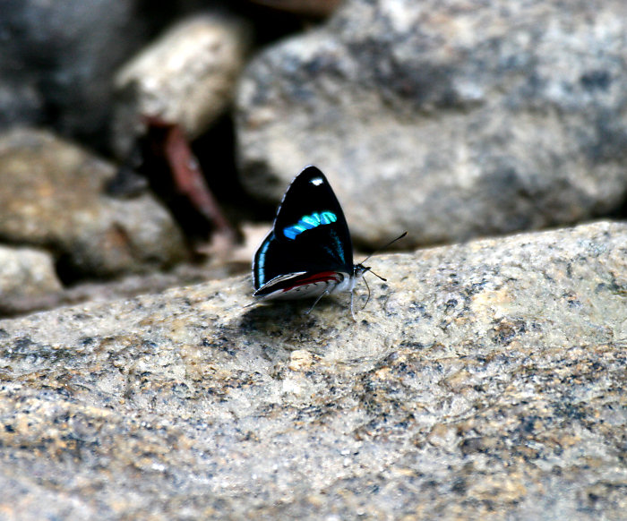 Clymena 88 (Diaethria clymena janeira) Butterfly