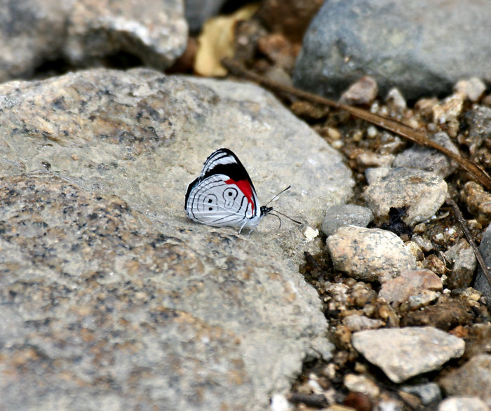 Clymena 88 (Diaethria clymena janeira) Butterfly