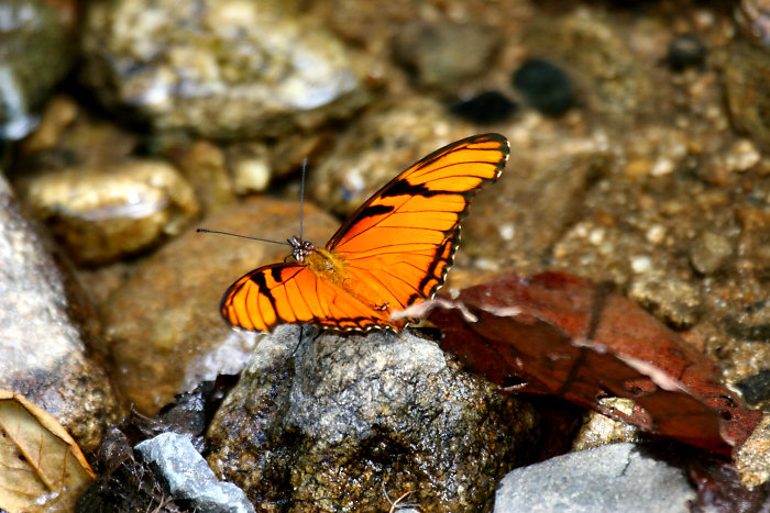 Juno Silverspot (Dione juno) Butterfly