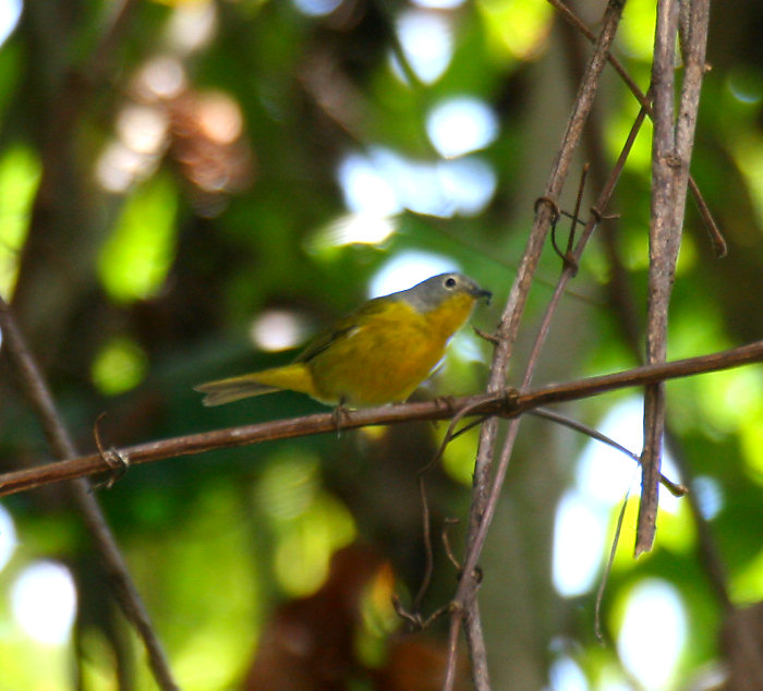 Nashville Warbler