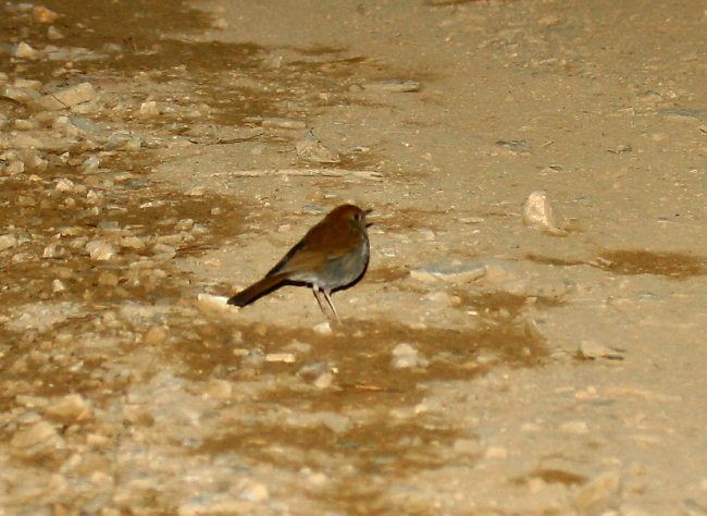 Ruddy-capped Nightingale Thrush