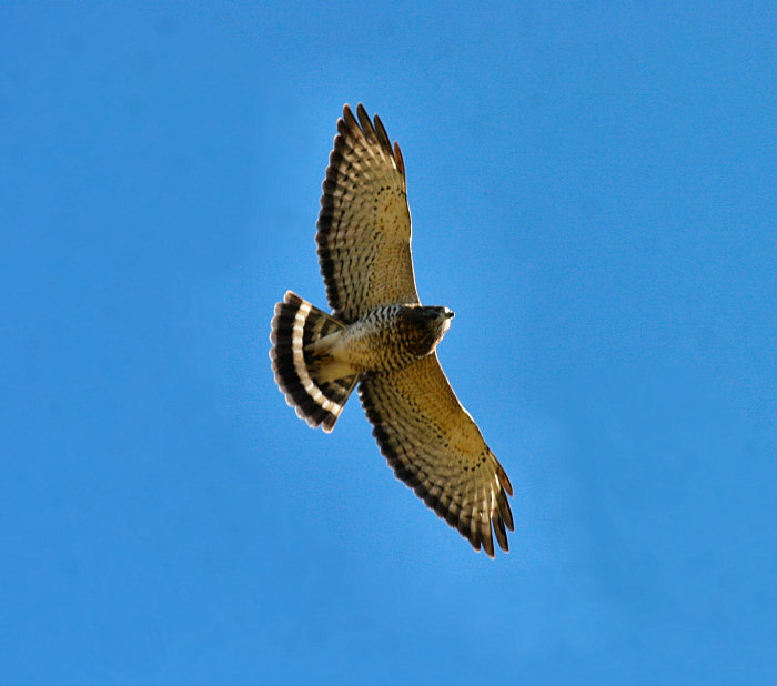 Broad-winged Hawk