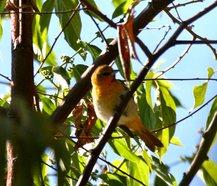 Bullock's Oriole