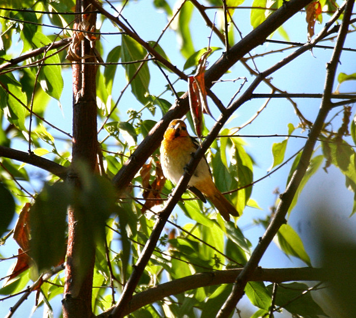 Bullock's Oriole