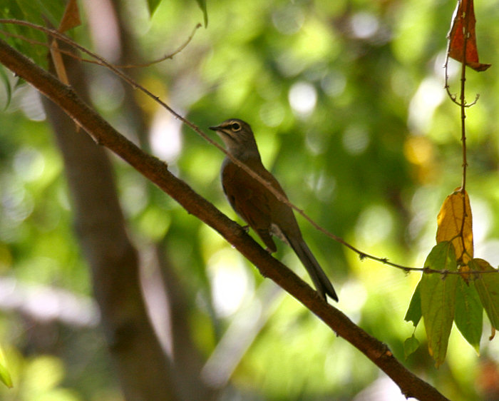 Slate-colored Solitaire