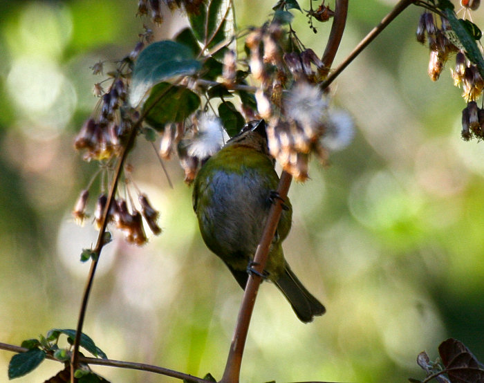 Mexico Birds