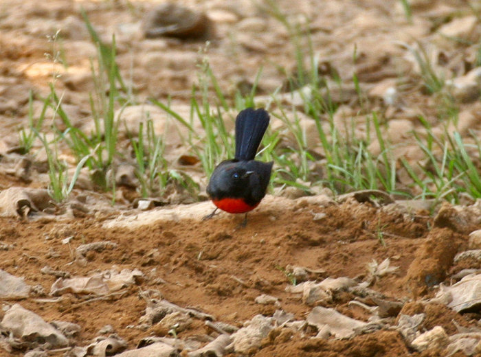 Slate-throated Redstart