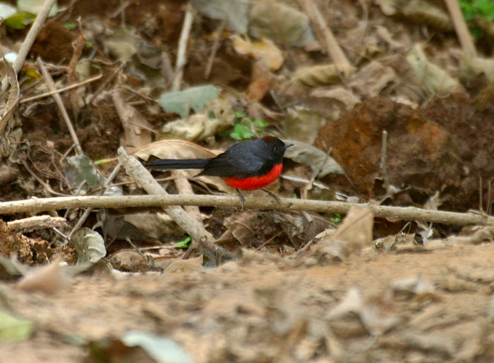 Slate-throated Redstart