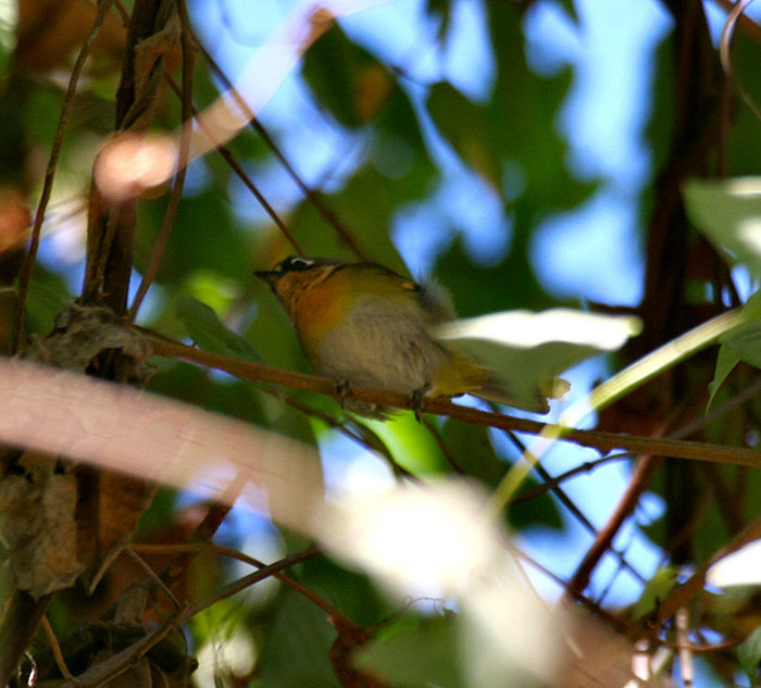 Mexico Birds