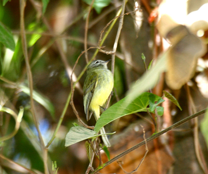 Greenish Elaenia