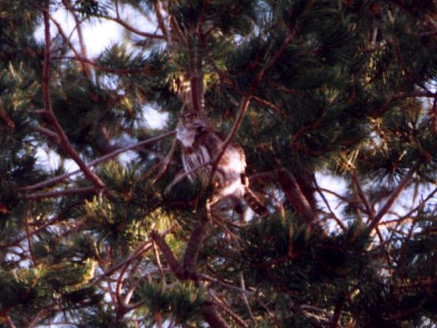 Cape Pygmy-Owl