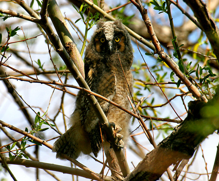 Long-eared Owl