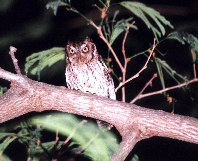 Vermiculated Screech-Owl